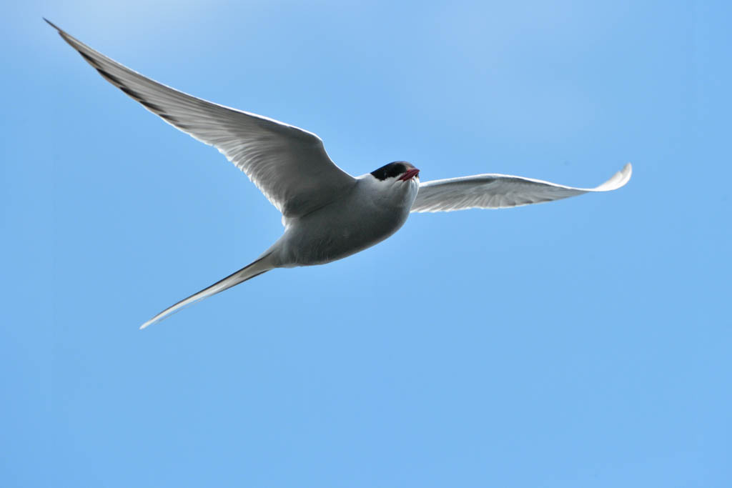 nil